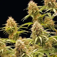 Cannabissamen Amnesia Haze Auto - 3 Samen