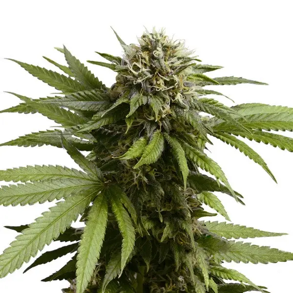Cannabissamen Apple Fritter Auto - 3 Samen