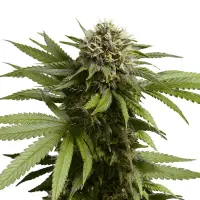Cannabissamen Apple Fritter Auto - 3 Samen