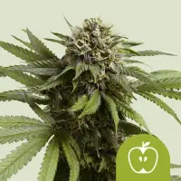 Cannabissamen Apple Fritter Auto - 3 Samen