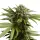 Cannabissamen Apple Fritter Auto - 3 Samen