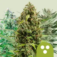 Cannabissamen Autoflowering Mix - 3 Samen