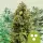 Cannabissamen Autoflowering Mix - 3 Samen