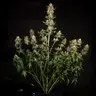 Cannabissamen Fat Banana Auto - 3 Samen