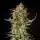 Cannabissamen Fat Banana Auto - 3 Samen