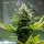 Cannabissamen Fat Banana Auto - 3 Samen