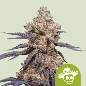 Cannabissamen Mexican Rush Auto - 3 Samen