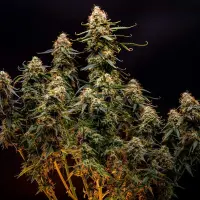 Cannabissamen Northern Light Auto - 3 Samen