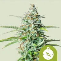 Cannabissamen Northern Light Auto - 3 Samen