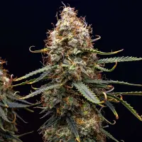 Cannabissamen Northern Light Auto - 3 Samen