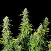 Cannabissamen Northern Light Auto - 3 Samen