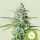Cannabissamen Northern Light Auto - 3 Samen