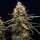 Cannabissamen Northern Light Auto - 3 Samen