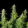 Cannabissamen Northern Light Auto - 3 Samen
