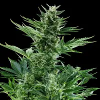 Cannabissamen Quick One - 3 Samen