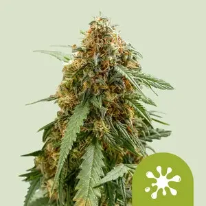 Cannabissamen Sticky Queen Auto - 3 Samen