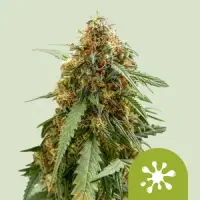 Cannabissamen Sticky Queen Auto - 3 Samen