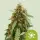 Cannabissamen Sticky Queen Auto - 3 Samen