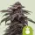 Cannabissamen Tropicana Cookies Purple Auto - 3 Samen