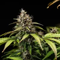 Cannabissamen White Widow Auto - 3 Samen