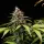 Cannabissamen White Widow Auto - 3 Samen