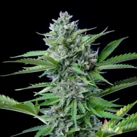 Cannabissamen Fast Eddy Automatic CBD - 3 Samen