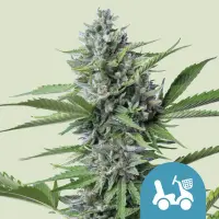 Cannabissamen Fast Eddy Automatic CBD - 3 Samen