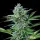 Cannabissamen Fast Eddy Automatic CBD - 3 Samen