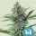 Cannabissamen Fast Eddy Automatic CBD - 3 Samen