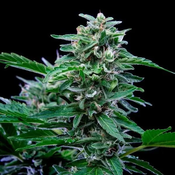 Cannabissamen Stress Killer Automatic CBD - 3 Samen
