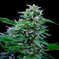 Cannabissamen Stress Killer Automatic CBD - 3 Samen