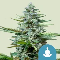 Cannabissamen Stress Killer Automatic CBD - 3 Samen