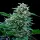 Cannabissamen Stress Killer Automatic CBD - 3 Samen