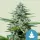 Cannabissamen Stress Killer Automatic CBD - 3 Samen