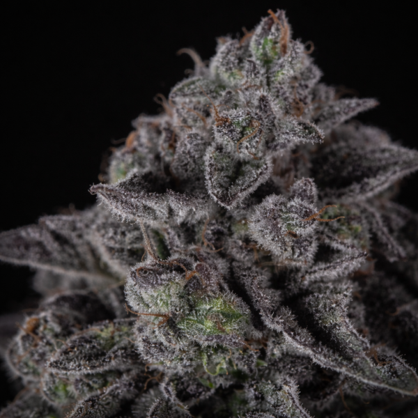 Cannabissamen Apollo Black Cherry Automatic  - 3 Samen